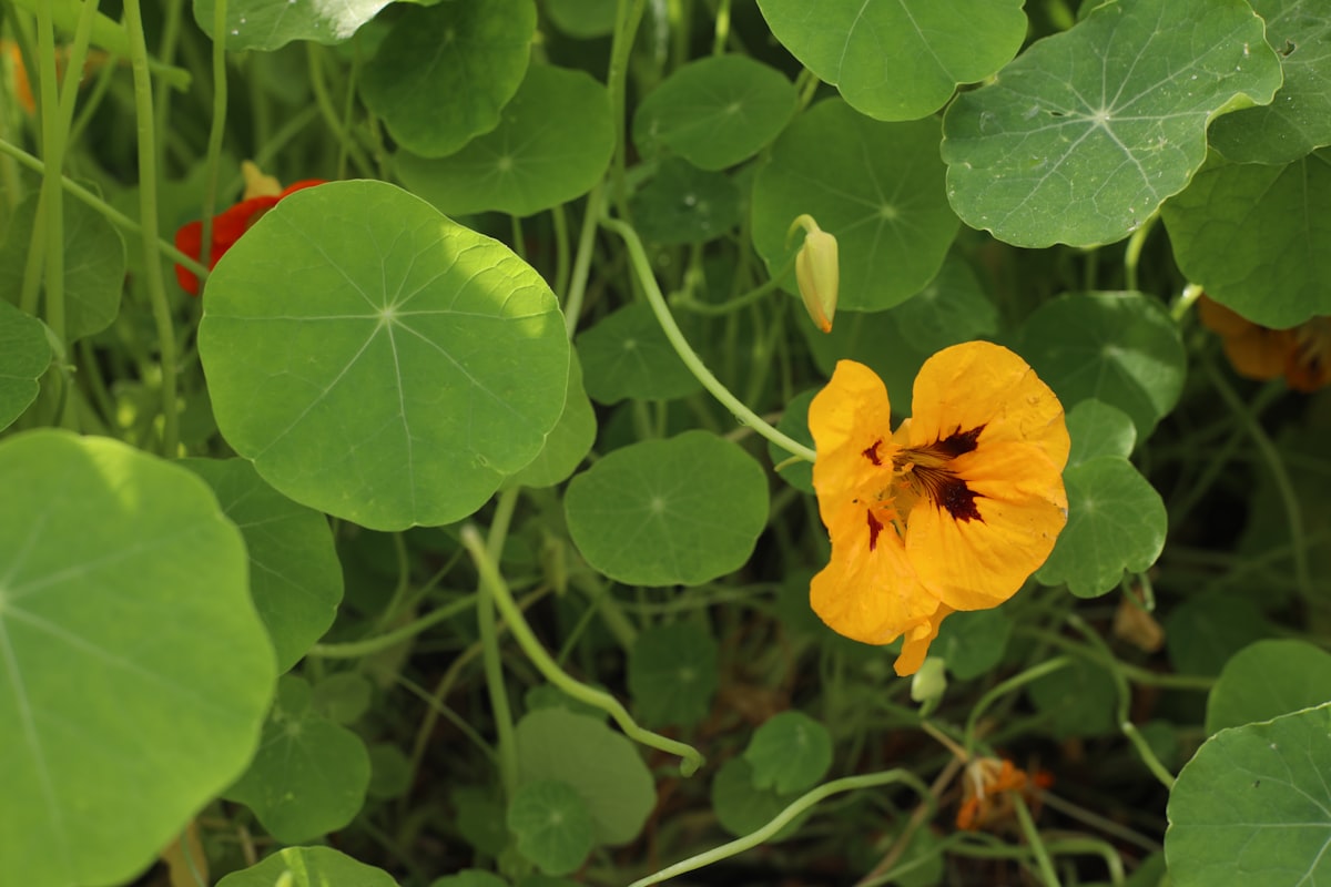 Zo kweek je eetbare bloemen in je eigen tuin